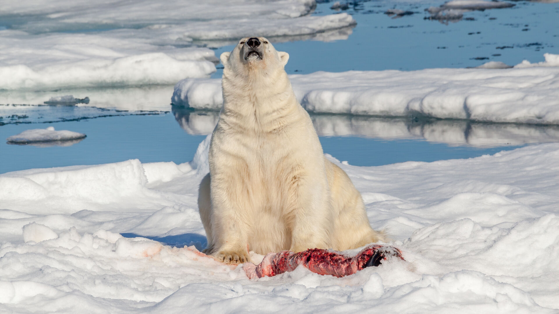 Oso Polar.